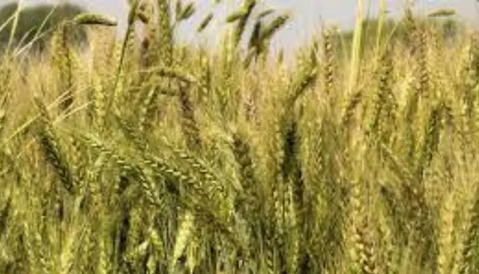CBN needs  bankable policy to reduce Nigeria’s $1.5 billion import bill on Wheat